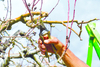  : L’art d’émonder les arbres fruitiers
