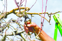 L’art d’émonder les arbres fruitiers